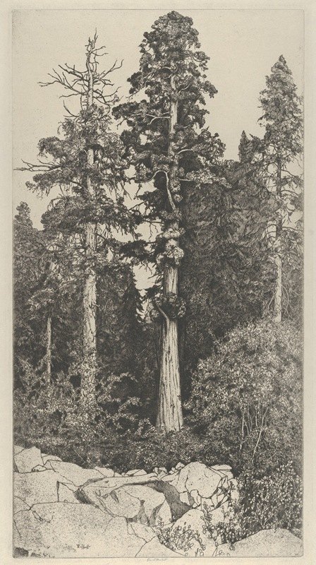 小红杉`Baby Sequoia (1915) by Ernest Haskell