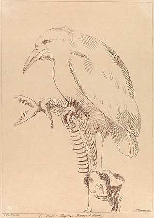 拿着鱼骨架的鸟`Bird holding fish skeleton (1740) by George Knapton