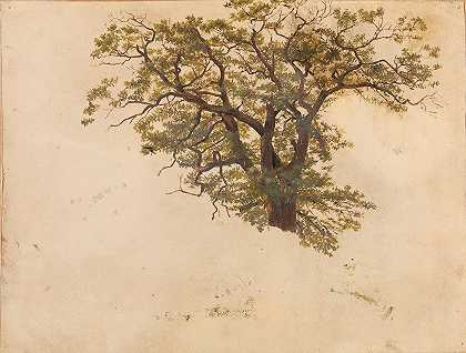 橡树研究`Study of an Oak (1830) by Adolph Tidemand
