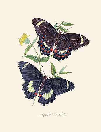 新西兰新荷兰昆虫自然史的缩影`An epitome of the natural history of the insects of New Holland, New Zealand Pl.14 (1805) by Edward Donovan