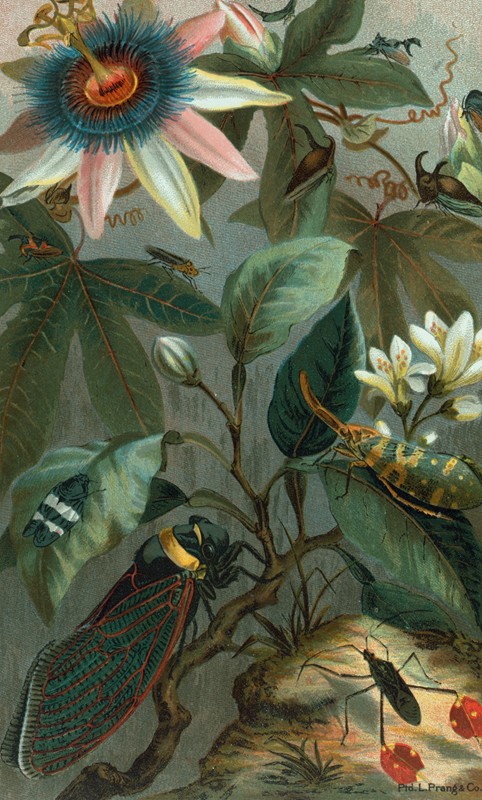 蝉、灯笼蝇等。`Cicadae, Lantern~Fly, etc. (1898) by John George Wood