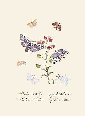 新西兰新荷兰昆虫自然史的缩影Pl.34`An epitome of the natural history of the insects of New Holland, New Zealand Pl.34 (1805) by Edward Donovan