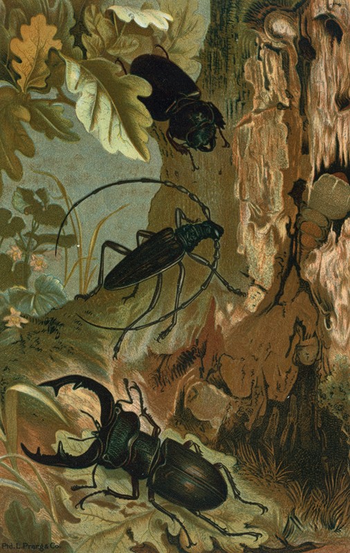 鹿甲虫和天牛甲虫。`Stag Beetle, and Longicorn Beetle. (1898) by John George Wood