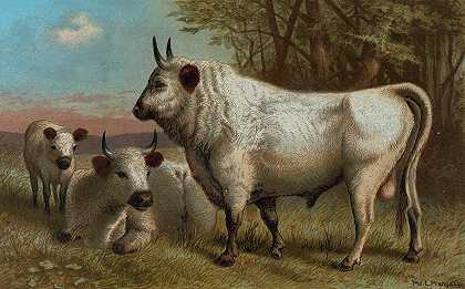 齐灵汉牛。`Chillingham Cattle. (1898) by John George Wood