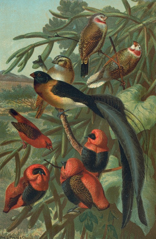 织布鸟。`Weaver Birds. (1898) by John George Wood