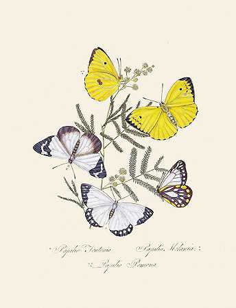 新西兰新西兰新荷兰昆虫自然史的缩影`An epitome of the natural history of the insects of New Holland, New Zealand Pl.16 (1805) by Edward Donovan