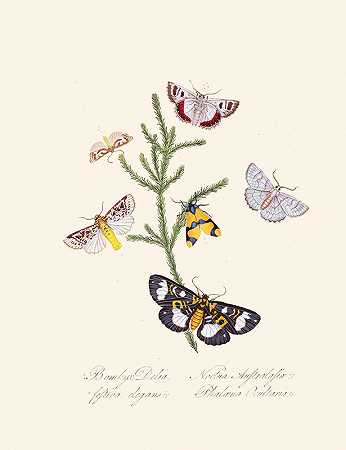 新西兰新西兰新荷兰昆虫自然史的缩影`An epitome of the natural history of the insects of New Holland, New Zealand Pl.35 (1805) by Edward Donovan