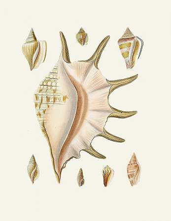 有翼蜗牛（斯特龙贝）Pl.25`Die Flügelschnecken (Strombea) Pl.25 (1845) by Heinrich Carl Küster