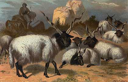 瓦拉基羊。`Wallachian Sheep. (1898) by John George Wood
