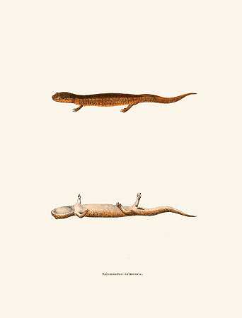萨尔蒙群岛`Salamandra salmonea (1842) by John Edwards Holbrook