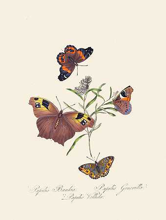 新西兰新荷兰昆虫自然史的缩影`An epitome of the natural history of the insects of New Holland, New Zealand Pl.24 (1805) by Edward Donovan