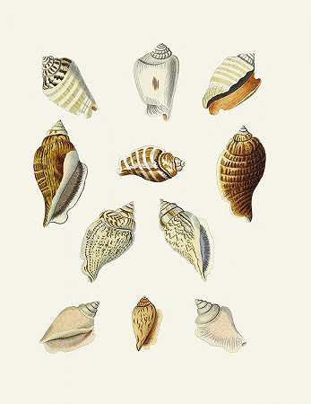 有翼蜗牛（斯特龙贝）Pl.13`Die Flügelschnecken (Strombea) Pl.13 (1845) by Heinrich Carl Küster