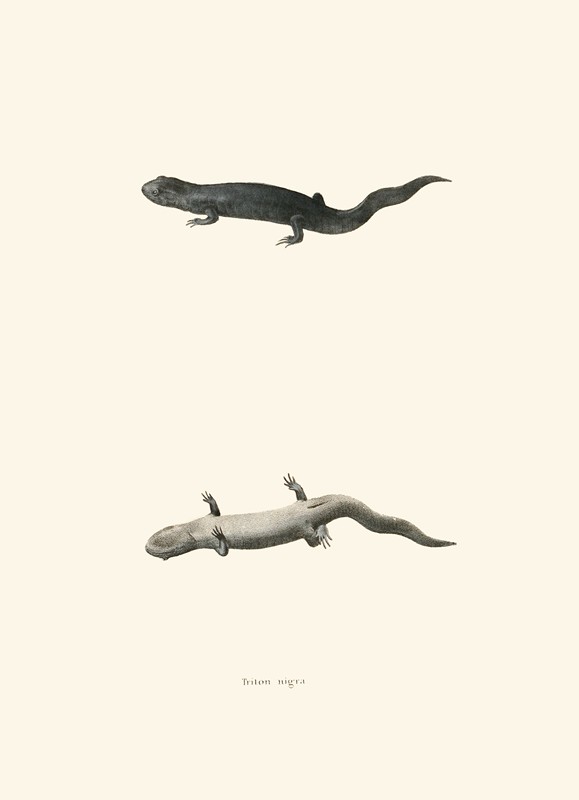 黑海卫一`Triton nigra (1842) by John Edwards Holbrook