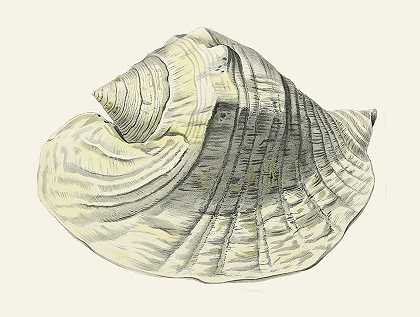 蜗牛（Strombea）Pl.03`Die Flügelschnecken (Strombea) Pl.03 (1845) by Heinrich Carl Küster