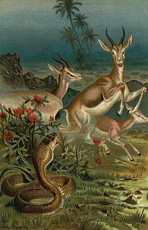 非洲眼镜蛇，或哈吉，和瞪羚。`African Cobra, or Haje, and Gazelles. (1898) by John George Wood