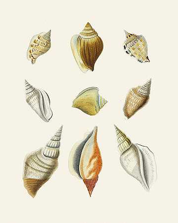 有翼蜗牛（斯特龙贝）Pl.12`Die Flügelschnecken (Strombea) Pl.12 (1845) by Heinrich Carl Küster