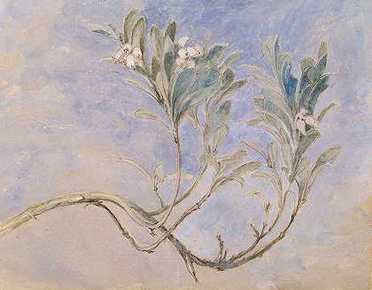 桃金娘树枝的研究`Study of a Sprig of a Myrtle Tree (circa 1877) by John Ruskin