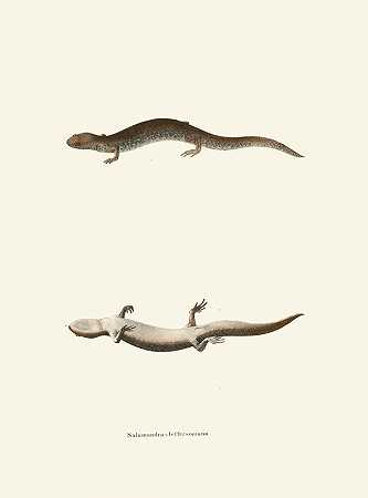 杰斐逊蝾螈`Salamandra Jeffersoniana (1842) by John Edwards Holbrook