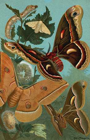丝虫和飞蛾。`Silk~Worm, and Moths. (1898) by John George Wood
