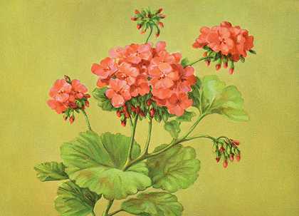 猩红色天竺葵`Scarlet Geranium (1937) by Lafayette F. Cargill