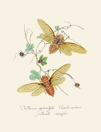 新西兰新荷兰昆虫自然史的缩影Pl.09`An epitome of the natural history of the insects of New Holland, New Zealand Pl.09 (1805) by Edward Donovan