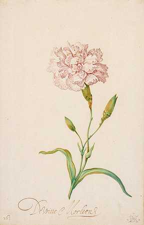 粉色康乃馨`Pink Carnation (1620s or 1630s) by Balthasar van der Ast
