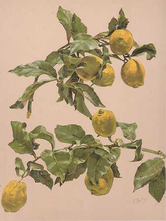 柠檬树`Aquarelle un citronnier by Alice Bailly
