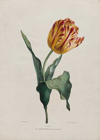 郁金香`Tulip (1822) by Valentine Bartholomew