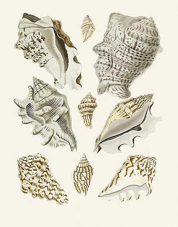 蜗牛（斯特龙贝）Pl.23`Die Flügelschnecken (Strombea) Pl.23 (1845) by Heinrich Carl Küster