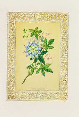 西番莲`Passion flower (1869) by John H. Ingram