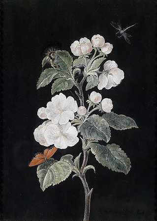 苹果花`Apfelblüten by Margaretha Barbara Dietzsch