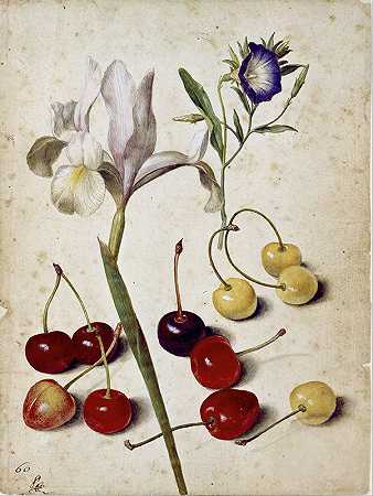 西班牙鸢尾、牵牛花和樱桃`Spanish iris, morning glory, and cherries (1630) by Georg Flegel