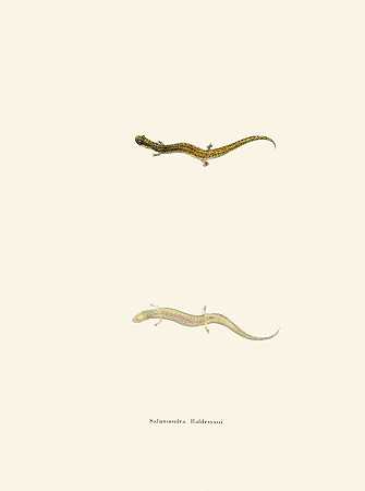 哈尔德马尼蝾螈`Salamandra Haldemani (1842) by John Edwards Holbrook
