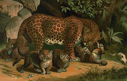 豹子`Leopard. (1898) by John George Wood
