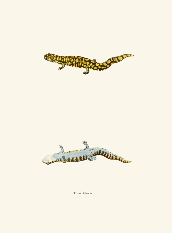 虎纹海卫一`Triton tigrinus (1842) by John Edwards Holbrook