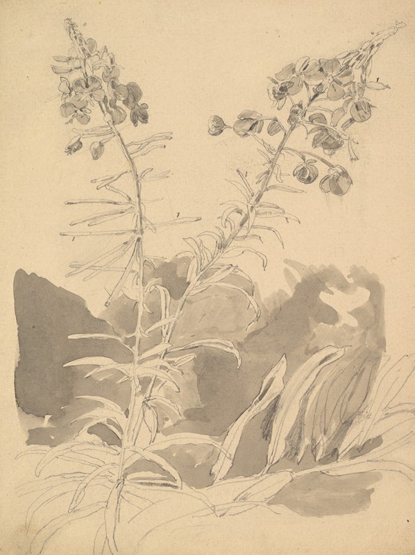柳树属植物的研究`Study of a Willowherb (circa 1858) by Carl Gustav Carus