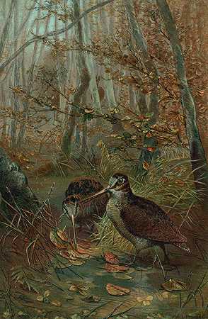 伍德科克。`Woodcock. (1898) by John George Wood