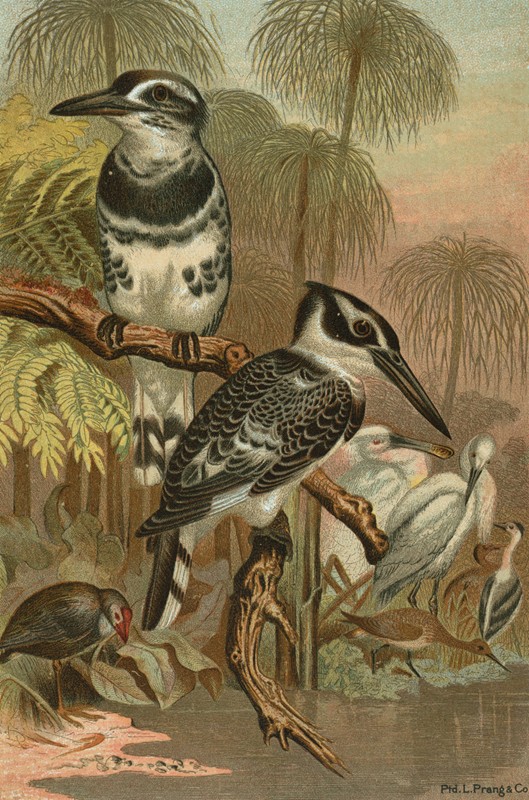 黑白翠鸟。`Black and White Kingfisher. (1898) by John George Wood