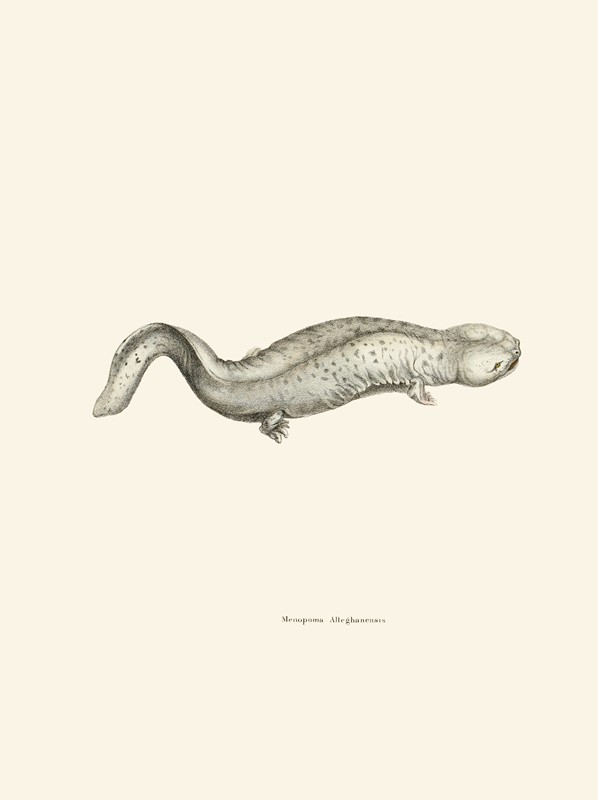 阿勒格汉梅诺波马`Menopoma Alleghanensis (1842) by John Edwards Holbrook