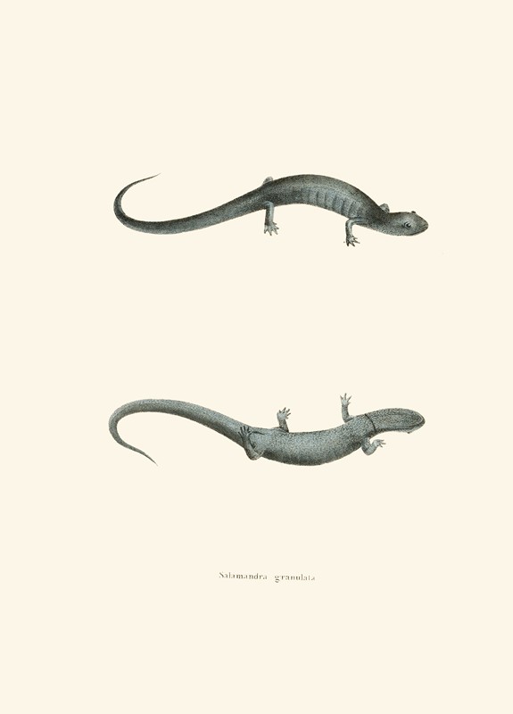 颗粒蝾螈`Salamandra granulata (1842) by John Edwards Holbrook
