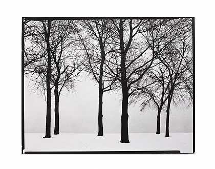 芝加哥，雪中的树木，1950年 by Harry Callahan