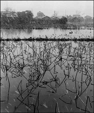 1951年冬天，日本东京，被荷花覆盖的稻田 by Werner Bischof