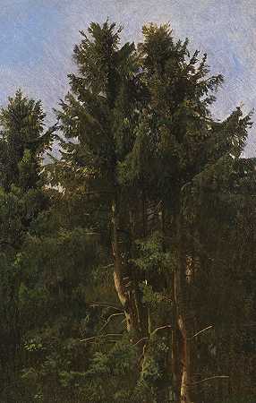 树木研究，森林灌木丛中的高针叶林，约1855/1860年。 by Christian Friedrich Gille