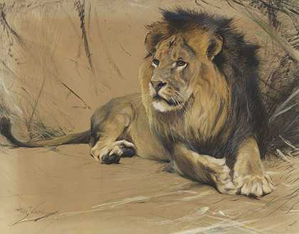 躺着的狮子，约1912-1916年。 by Wilhelm Kuhnert