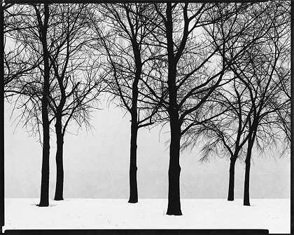芝加哥（树木），1950年 by Harry Callahan