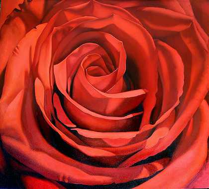 红玫瑰，2008 by Margaret Morrison