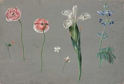 灰地上的草甸花、罂粟籽、白鸢尾、飞燕草和小花（1782年） by Johann Christian August Birnbaum