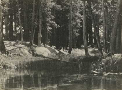 塔玛拉克松林，来自High Sierras（约1923年）的帕尔梅式印花组合 by Ansel Adams