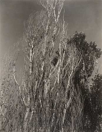 乔治湖杨树（1932） by Alfred Stieglitz