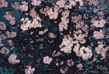 摘自《樱花》（1980年出版，1992年）系列，无标题[东京] by Shomei Tomatsu